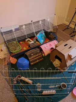 Old Cage.webp