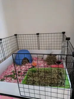 New Pig 2.webp