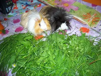 100_6806.webp