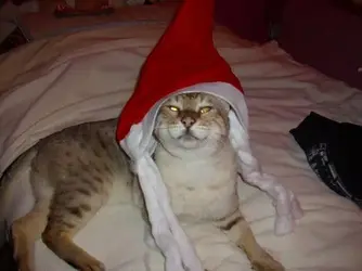 Bud xmas.webp