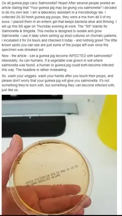 salmonella.webp