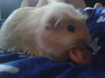 downloadfile-125.webp