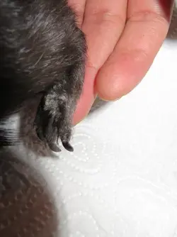 Billy Paw Scaly.webp Billy Paw Scaly.webp