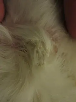 Snowy Hard Skin Lump 2.webp Snowy Hard Skin Lump 2.webp