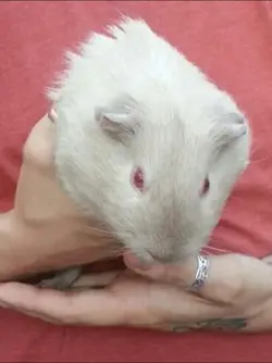 image.webp