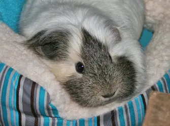 penny july 2014.webp