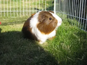Boris grazing.webp