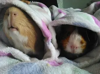 cosy.webp