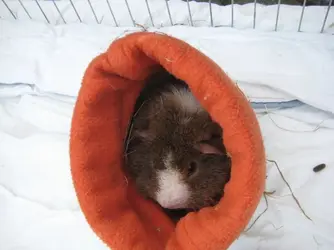 Dennis in snuggle sack 1.webp