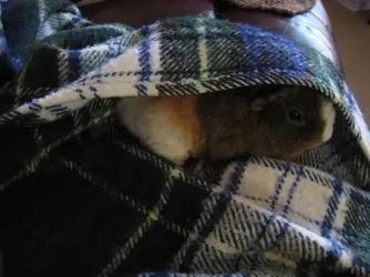 Dennis hiding in Blanket.webp