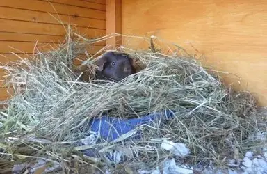 Hay Tray 1.webp Hay Tray 1.webp