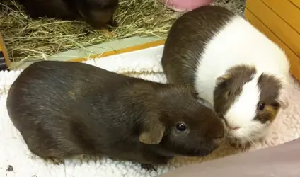 Bess - getting a kiss from Max.webp Bess - getting a kiss from Max.webp