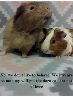 No. we don't like to behave. We just are so mummy will get the darn camera out of here.webp