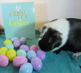 1 Happy Easter from Dexy.webp