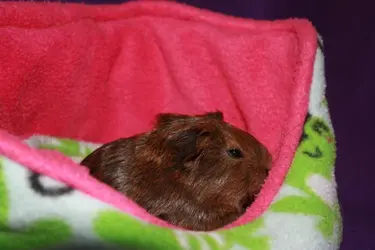 a bumblebed (1).webp a bumblebed (1).webp