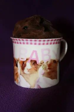 a bumblecup.webp
