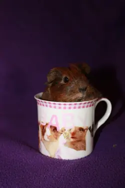 a tumblecup (1).webp