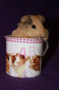 a puddlecup (2).webp a puddlecup (2).webp