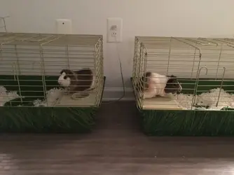 Max and Maverick .webp Max and Maverick .webp