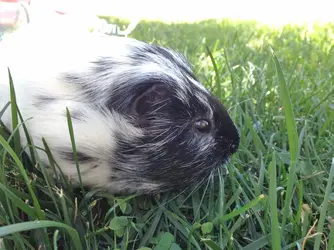 Asparagus, nickname Gus (veg) (Gia)_edited-1.jpg