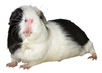 Flower became FflurCutout.png