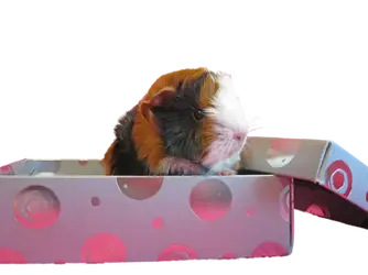 Baby Syndod became Tegan SyndodCutout.png