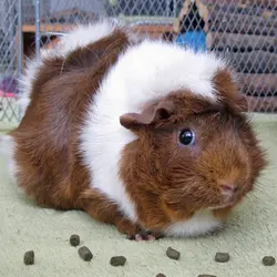 The new Briallen (name stuck).jpg