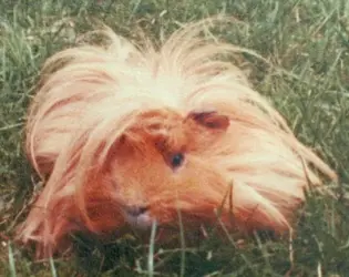 Wuschel, i.e. Tousles, whose name was chosen by family vote.jpg