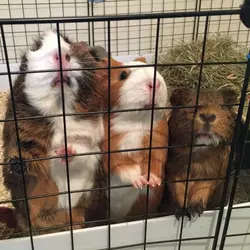 BB-8 Rey Chewie (Star Wars) (Guineapigfeet)_edited-1.jpg