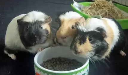 Marx Brothers - Little Dude (started out as Harpo) Chicco and Groucho (Reenie)_edited-1.jpg