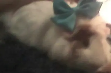 piggy.webp