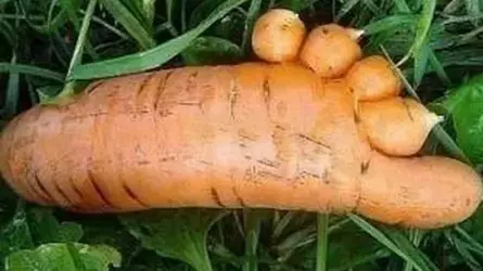 uglyCarrot.webp