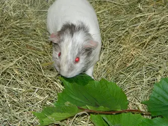 DSCN7895.webp