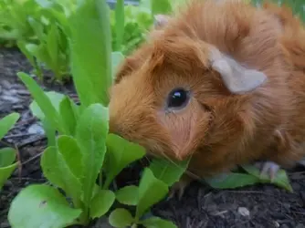 Peeta-Eating-Lettuce-guinea-pigs-40257212-500-375.webp