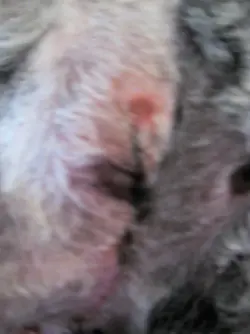 Christian Scar day 10.webp Christian Scar day 10.webp