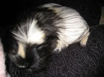 Betsy PP 5.webp