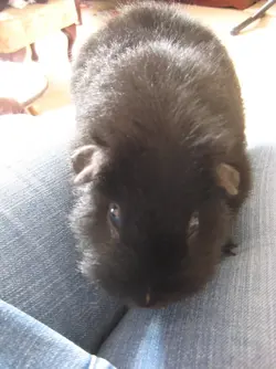 Meg Lap time.webp