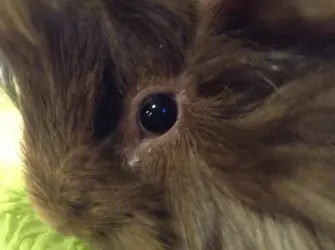 Orders sick guinea pig crusty eyes