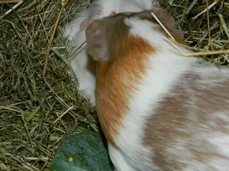 DSCN8291.webp