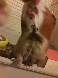 guinea pig.webp