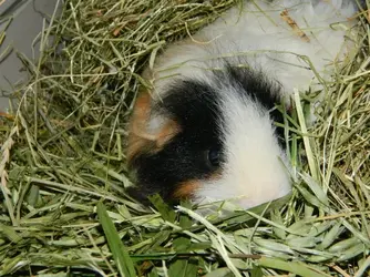 DSCN8326.webp