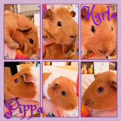 New Phototastic Collage.webp New Phototastic Collage.webp