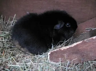 Meg in hutch.webp