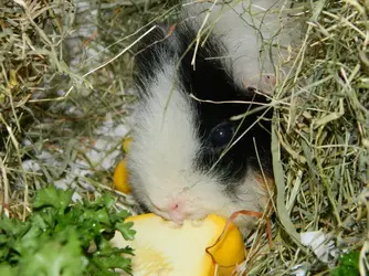 DSCN8380.webp