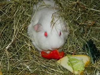DSCN8385.webp