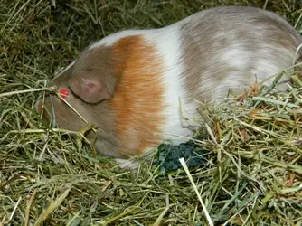 DSCN8392.webp