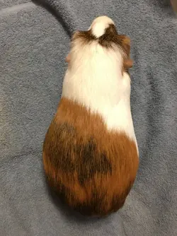 Bloated The Guinea Pig Forum