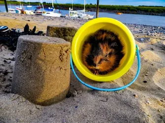 Baby gp at the beach.webp