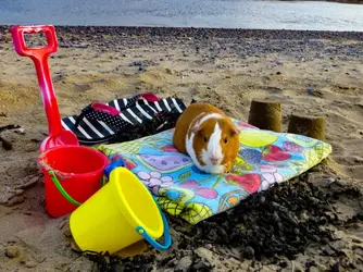 Flash at the beach.webp