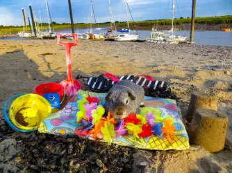 Orick at the beach.webp